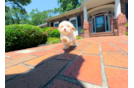 Maltipoo Puppy for Adoption
