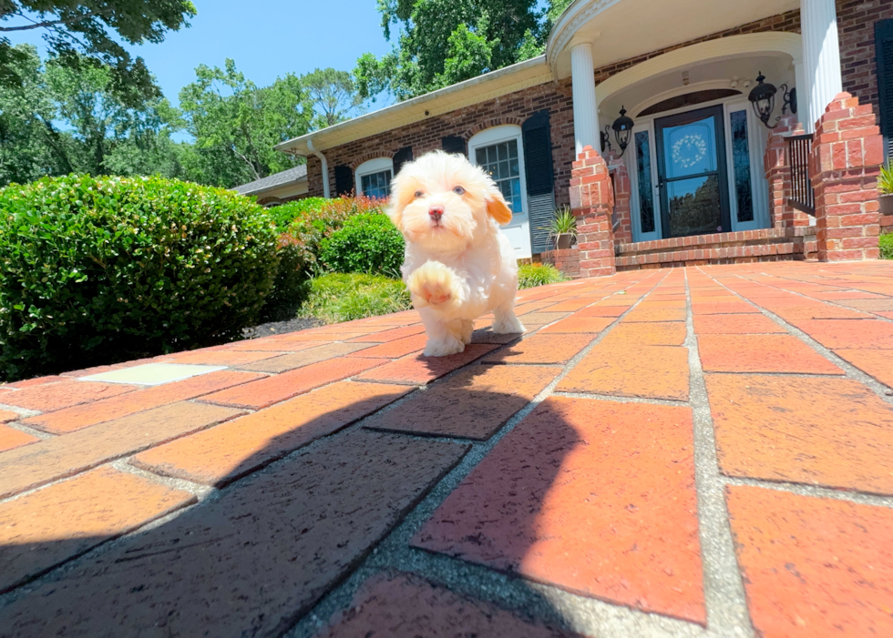 Maltipoo Puppy for Adoption