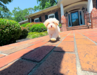 9 week old Maltipoo Puppy For Sale - Simply Southern Pups