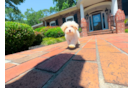 Cute Maltipoo Poodle Mix Pup