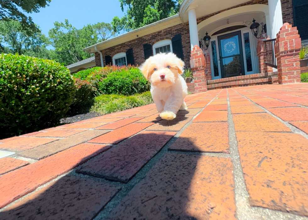 Cute Maltipoo Poodle Mix Pup
