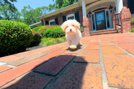 Cute Maltipoo Poodle Mix Pup