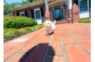 Best Maltipoo Baby