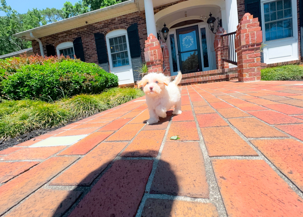 Best Maltipoo Baby