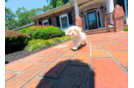 Maltipoo Puppy for Adoption