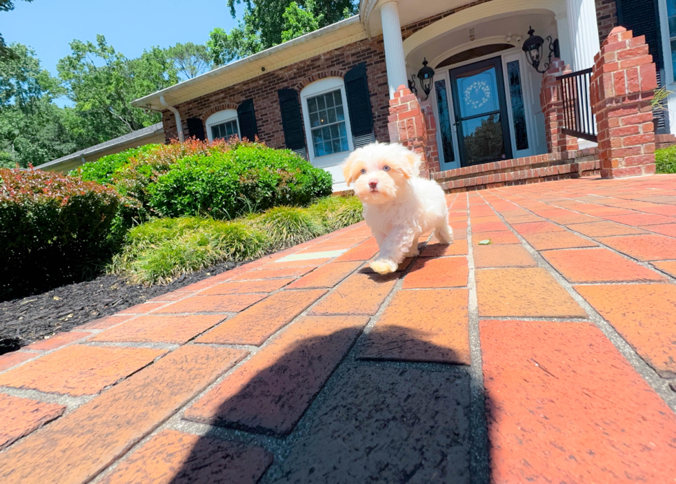 Maltipoo Puppy for Adoption