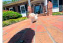 Cute Maltipoo Baby