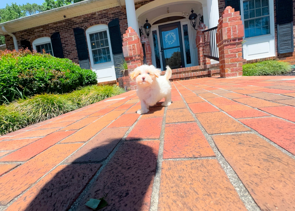 Cute Maltipoo Baby