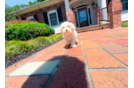 Maltipoo Pup Being Cute
