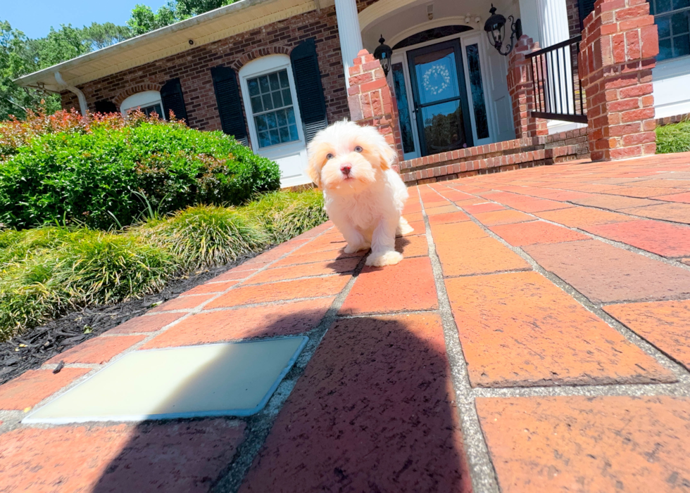 Maltipoo Pup Being Cute