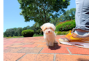Cute Maltipoo Baby