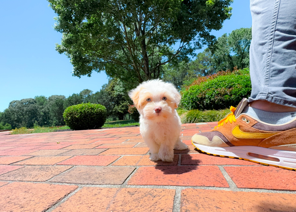 Cute Maltipoo Baby