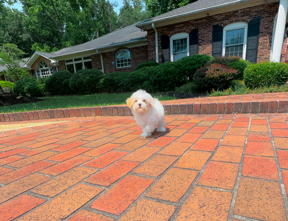 Maltipoo Pup Being Cute
