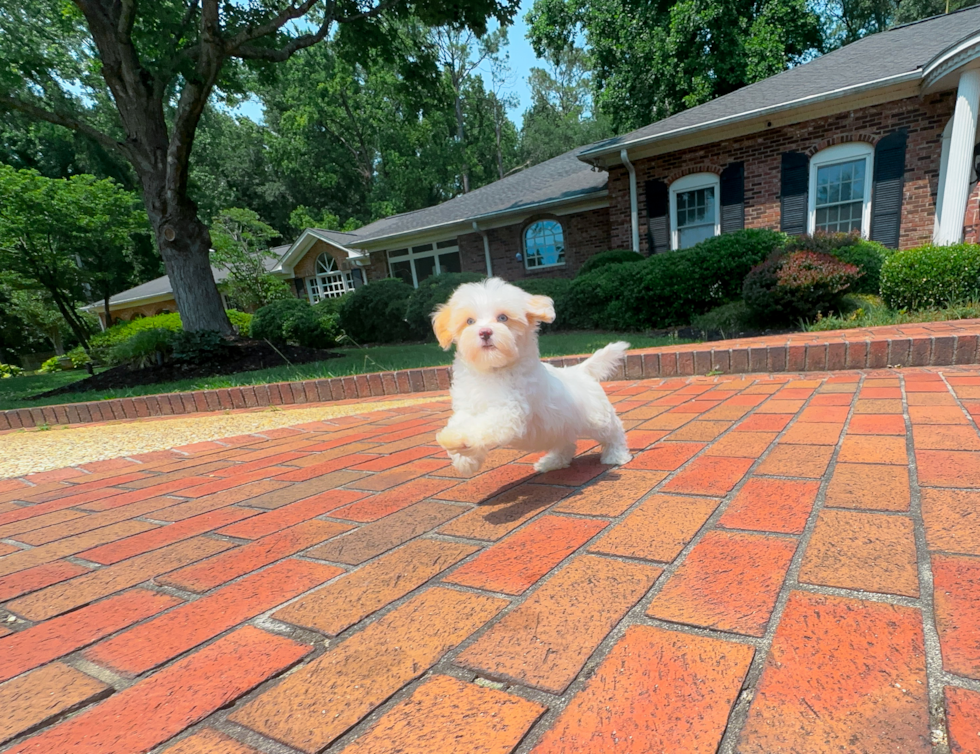 Cute Maltipoo Baby