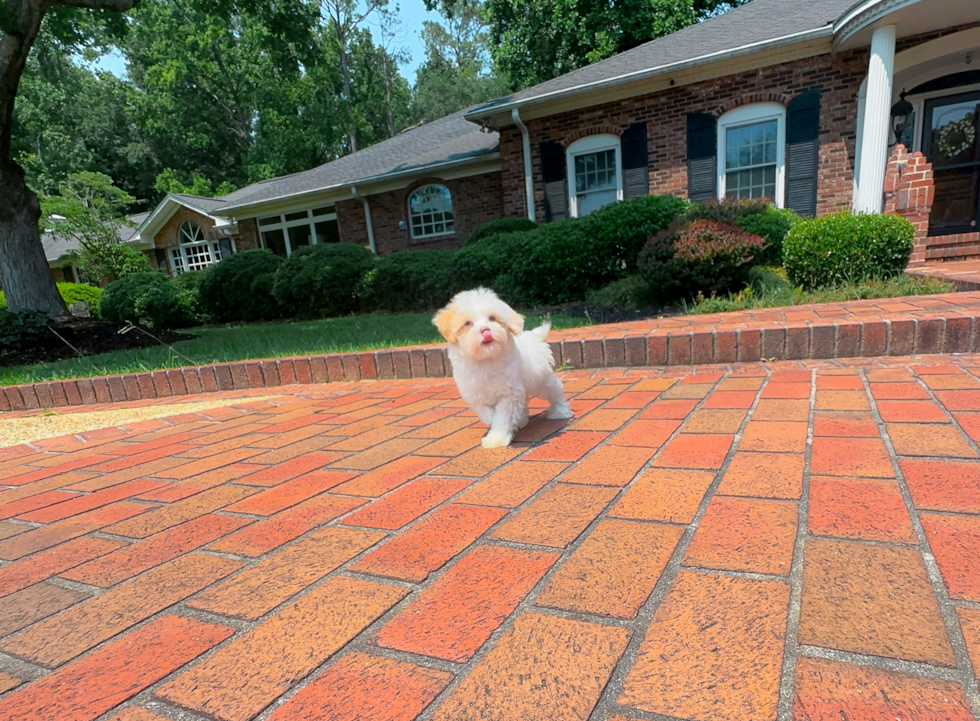 Cute Malt a Poo Poodle Mix Puppy