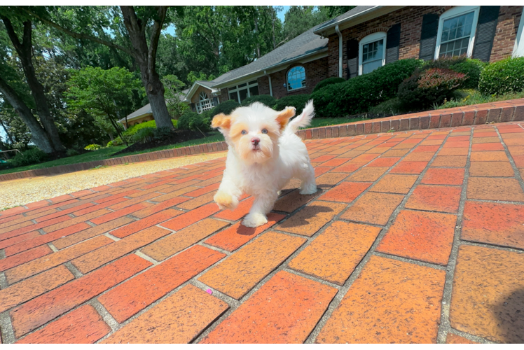 Best Maltipoo Baby