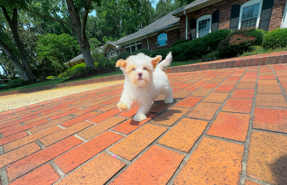 Best Maltipoo Baby