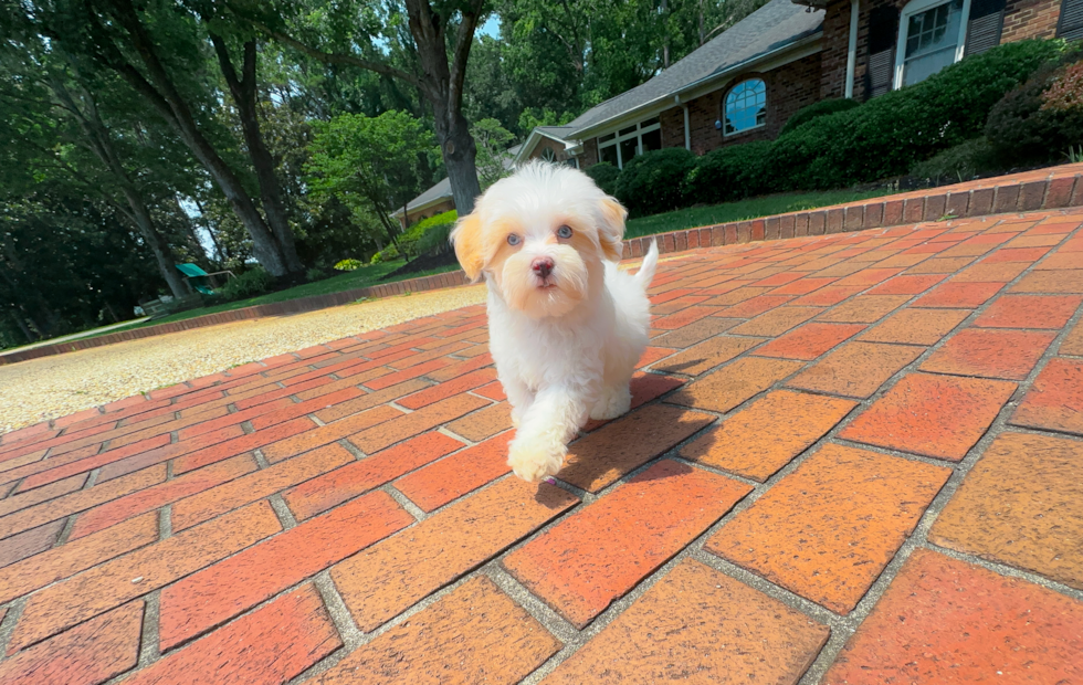 Cute Maltipoo Baby