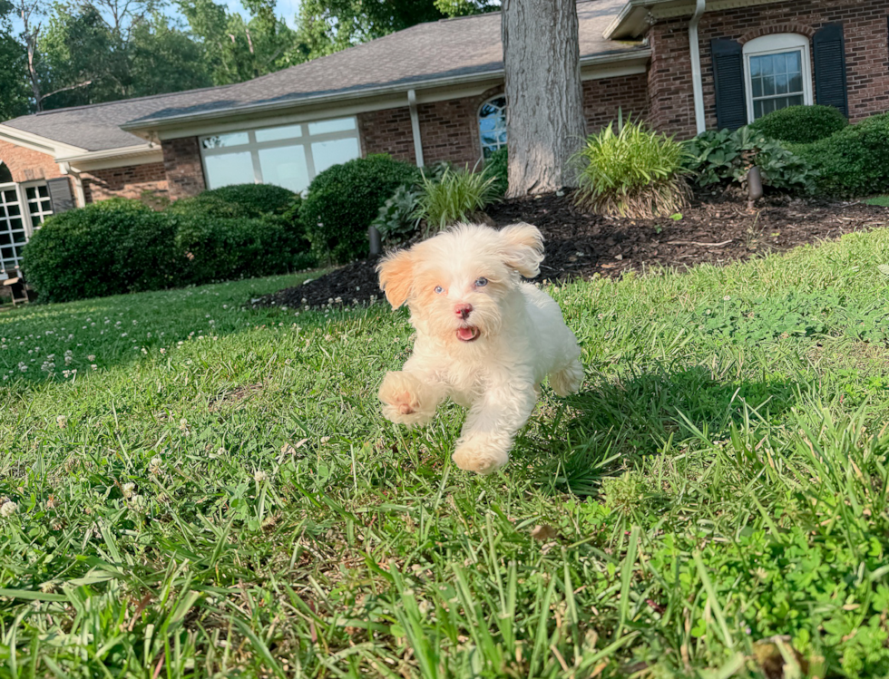 Cute Malt a Poo Poodle Mix Puppy
