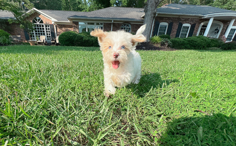 Maltipoo Pup Being Cute