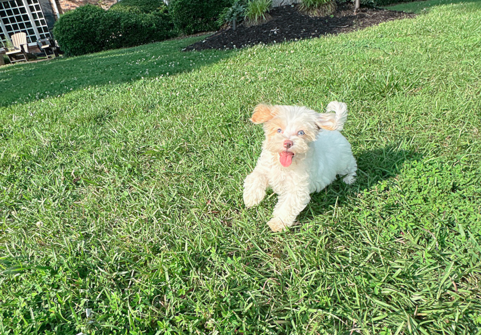 Cute Maltipoo Baby