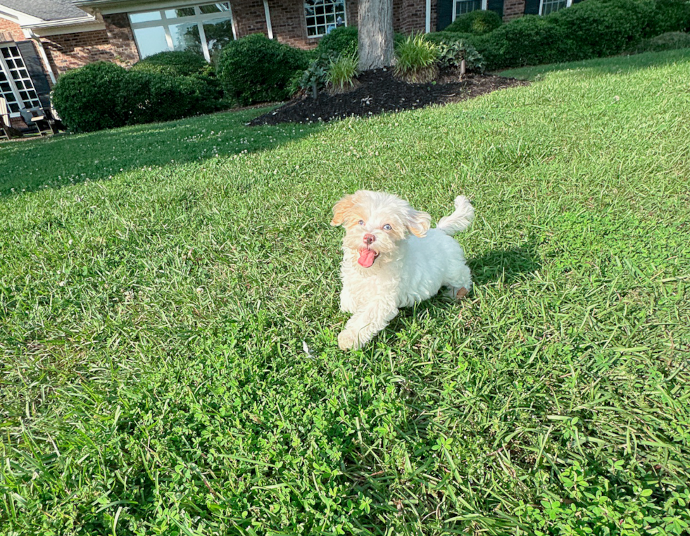 Maltipoo Puppy for Adoption