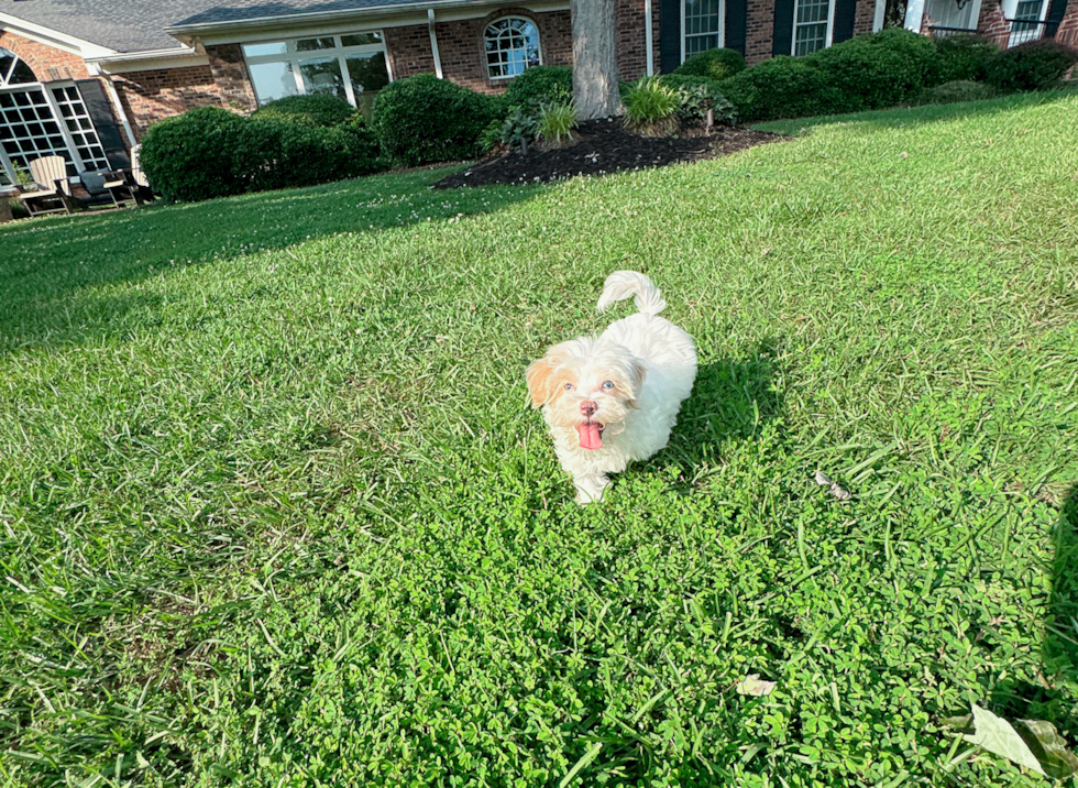 Cute Malt a Poo Poodle Mix Puppy