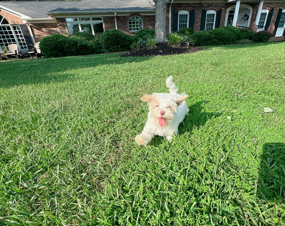 Cute Maltipoo Baby