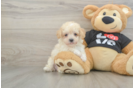 Little Moodle Poodle Mix Puppy