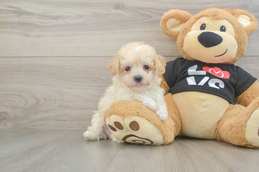 Little Moodle Poodle Mix Puppy