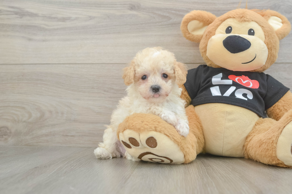 5 week old Maltipoo Puppy For Sale - Simply Southern Pups