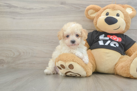 Little Moodle Poodle Mix Puppy