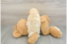 Friendly Maltipoo Baby