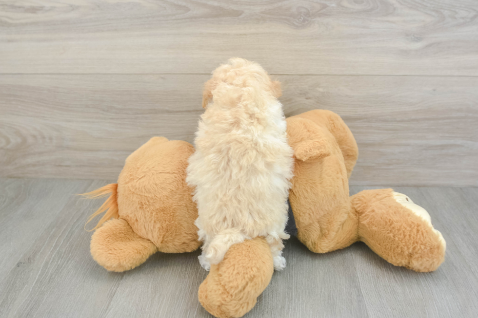 Friendly Maltipoo Baby
