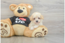 Maltipoo Puppy for Adoption