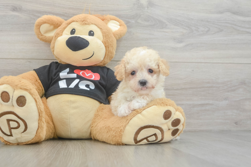 Maltipoo Puppy for Adoption