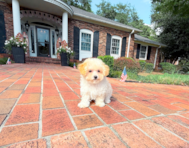 14 week old Maltipoo Puppy For Sale - Simply Southern Pups