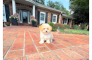 Maltipoo Puppy for Adoption
