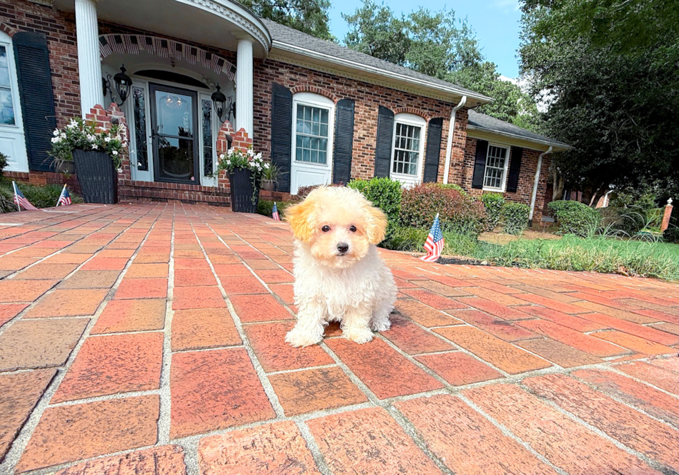 Maltipoo Puppy for Adoption