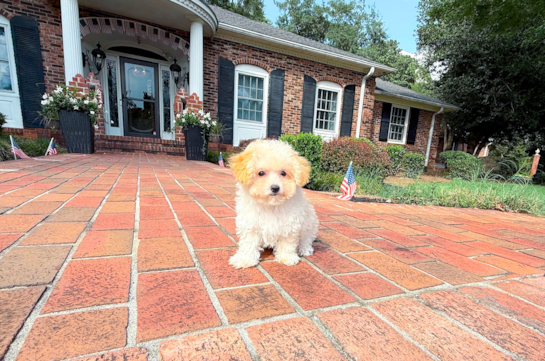 Maltipoo Puppy for Adoption