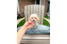 Cute Maltipoo Baby