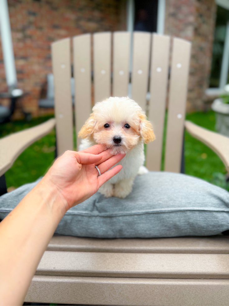 Cute Maltipoo Baby