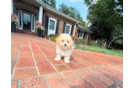 Cute Maltipoo Baby