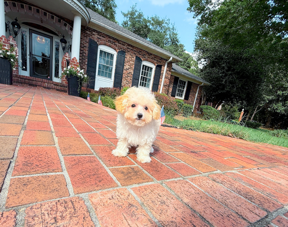 Cute Maltipoo Baby