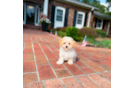 Cute Maltipoo Poodle Mix Pup
