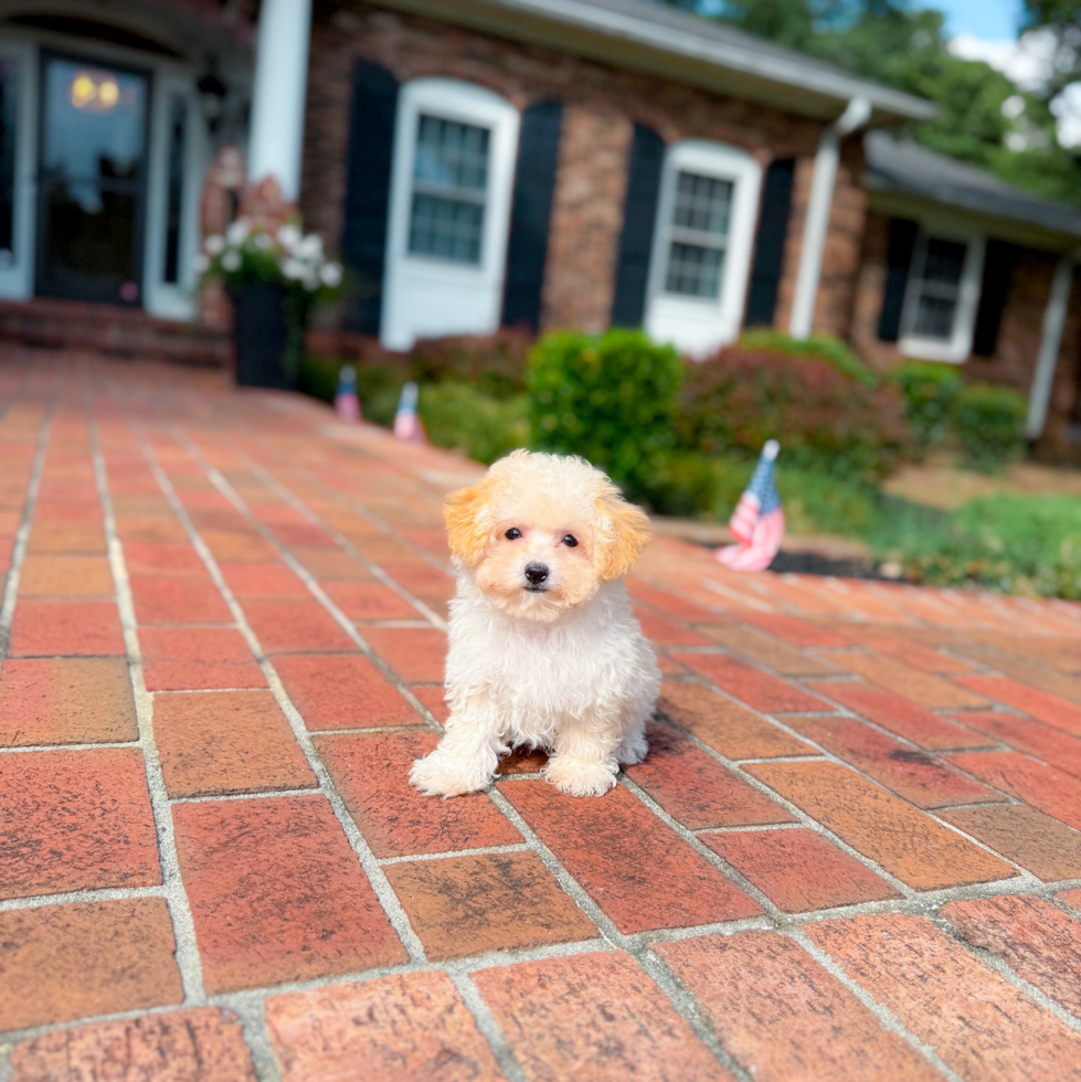 Cute Maltipoo Poodle Mix Pup
