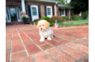 Cute Maltipoo Poodle Mix Pup