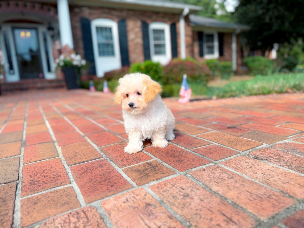 Cute Maltipoo Poodle Mix Pup