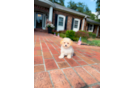 Best Maltipoo Baby