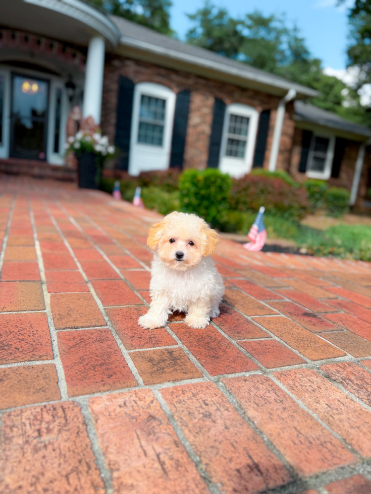 Best Maltipoo Baby